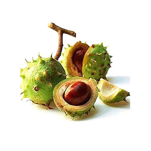 Horse Chestnut