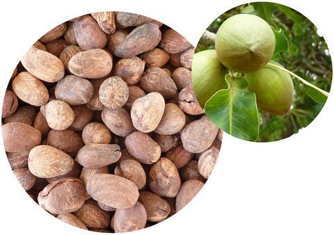 Shea Nut