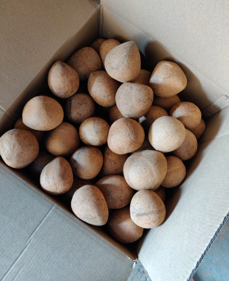 Dry Coconut Ball, Packaging Type: Carton Box, Packaging Size: 15 Kg