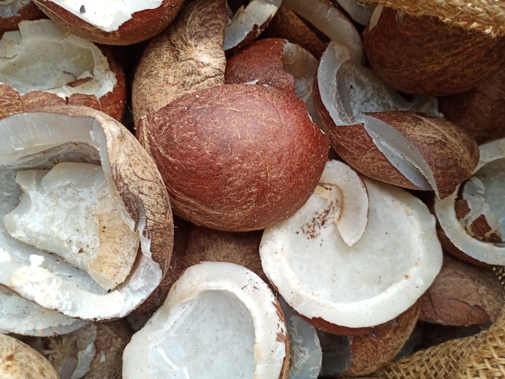 Dry Coconut Copra, For Baking And Cooking, Packaging Type: Loose