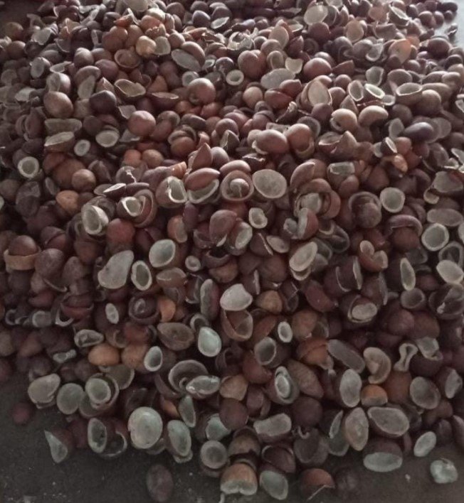 Brown Dried Coconut/ Copra, Packaging Type: Sacks