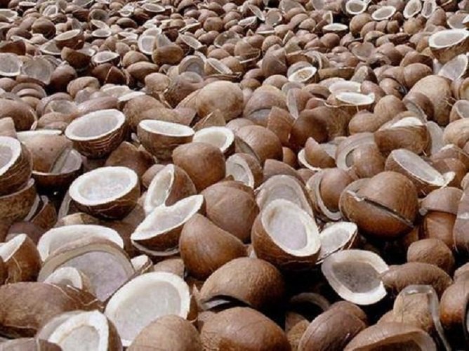 Coconut Copra, For Oil Purpose, Packaging Type: Vacuum Bag
