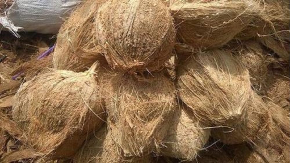 A Grade Semi Husked Raw cocunut, Coconut Size: Medium