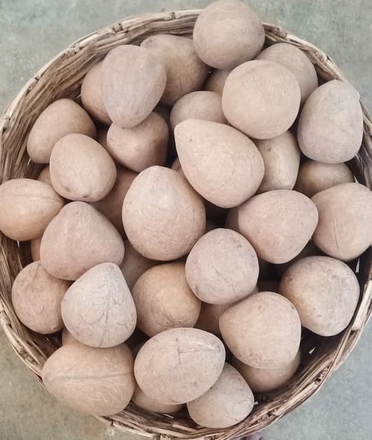 Box Dried Coconut Ball Copra, Packaging Size: 15 Kg