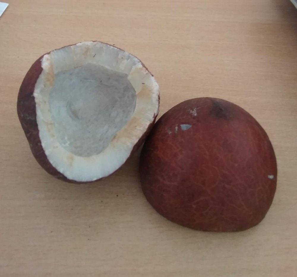 Brown Organic Dried Coconut Copra, Packaging Type: Sacks