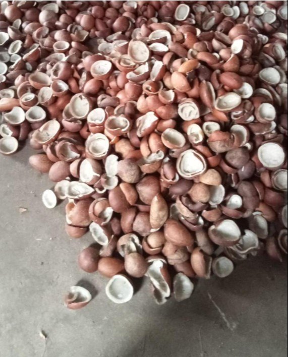 Brown Dry Coconut, Packaging Type: Vacuum Bag