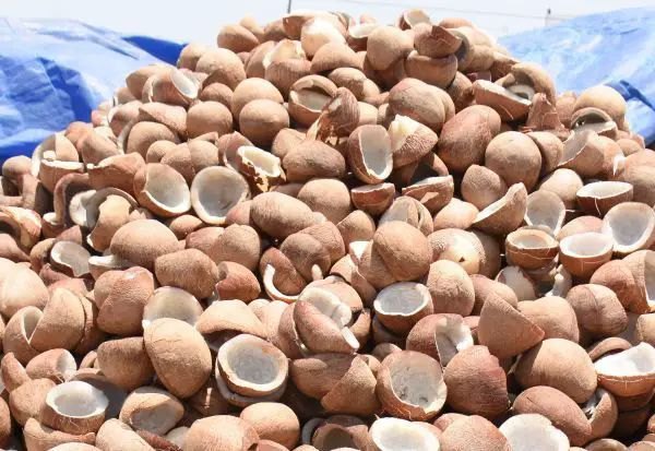 White Coconut Copra, Packaging Size: 20kg/50kg, Coconut Size: Bulk Sortex Premium Quality
