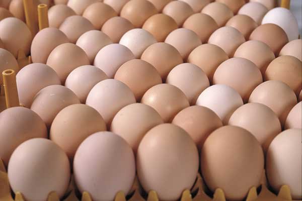 Brown Hatching Eggs, Packaging Type: Box, Indian
