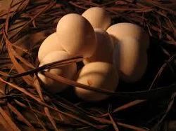 Desi Eggs