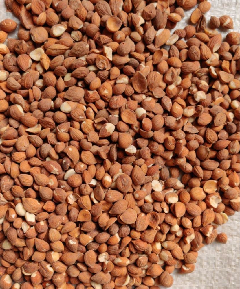 Apricot Kernels, PP Bag, Packaging Size: 25kg