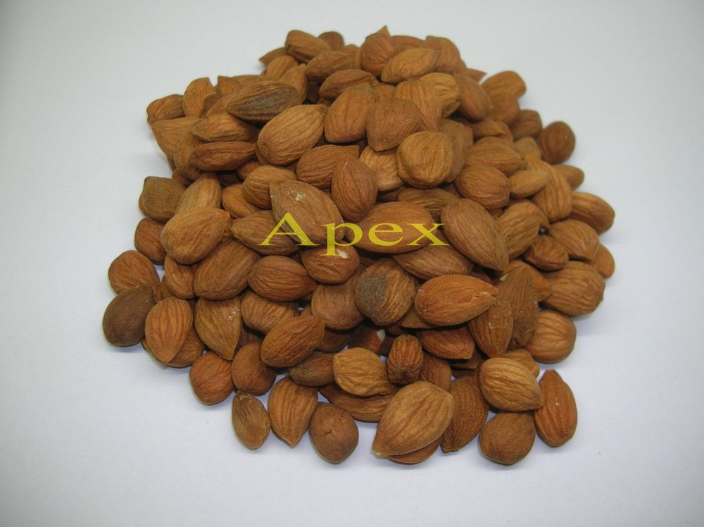 Apricot Kernel Seed, Packaging Size: 20 Kg, Packaging Type: Sacks