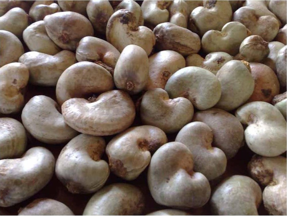 Raw Cashew Nut In Shell, Packaging Type: Sacks, Pack Size: 80kg Bag