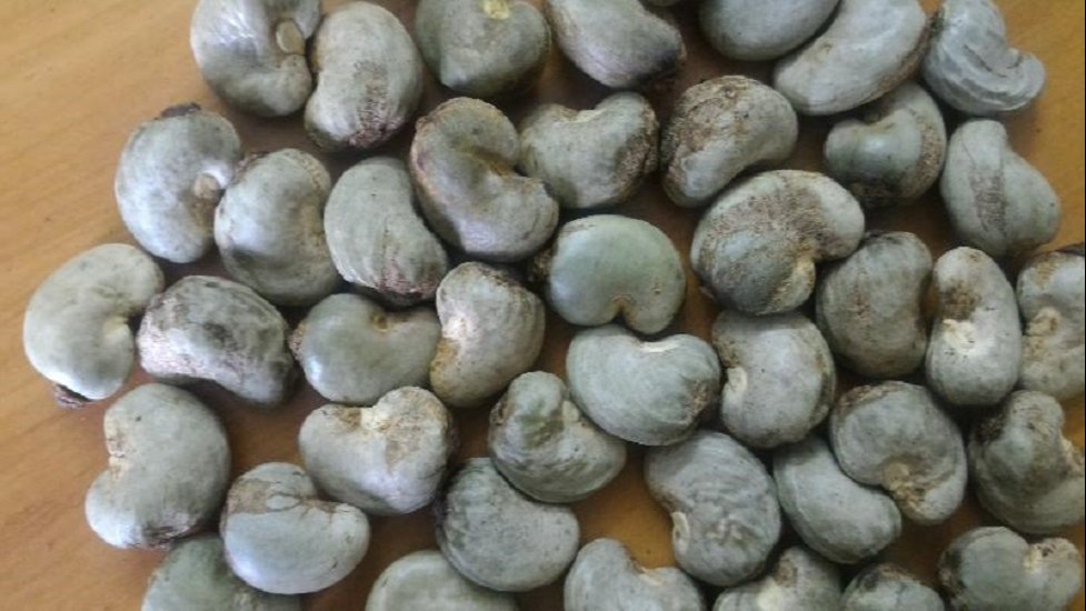 Banin Raw Cashew Nuts, Packaging Type: PP Woven Bag, Packaging Size: 25kg