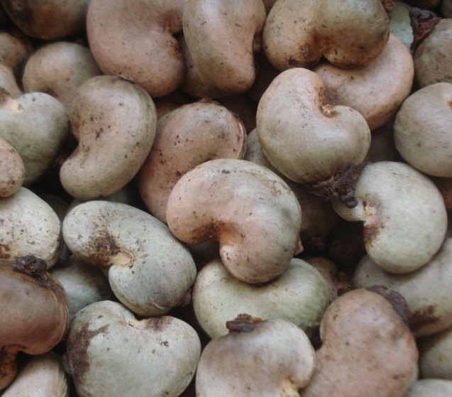 Raw Cashew Nuts- India Origin