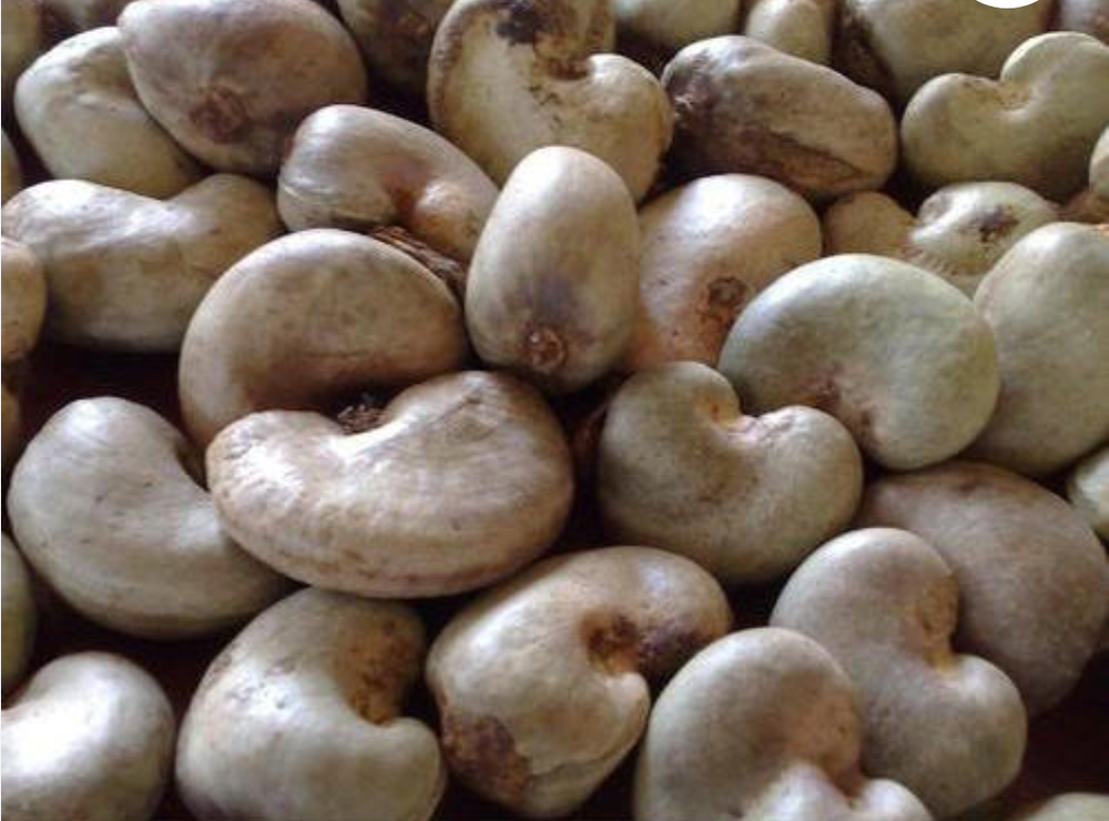 Natural Organic Raw Cashew Nut, Packaging Type: Carton, Grade: W180