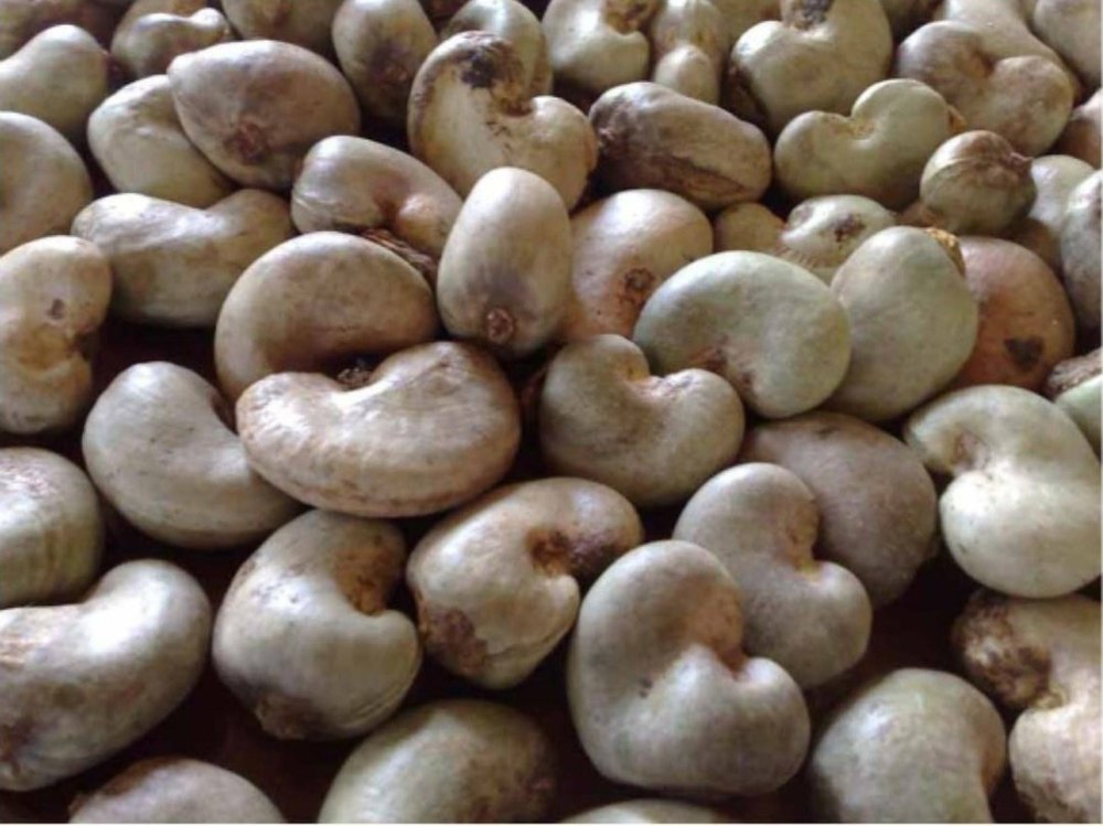 Common Raw Cashew Nuts, Packaging Type: Sacks, Packaging Size: 50