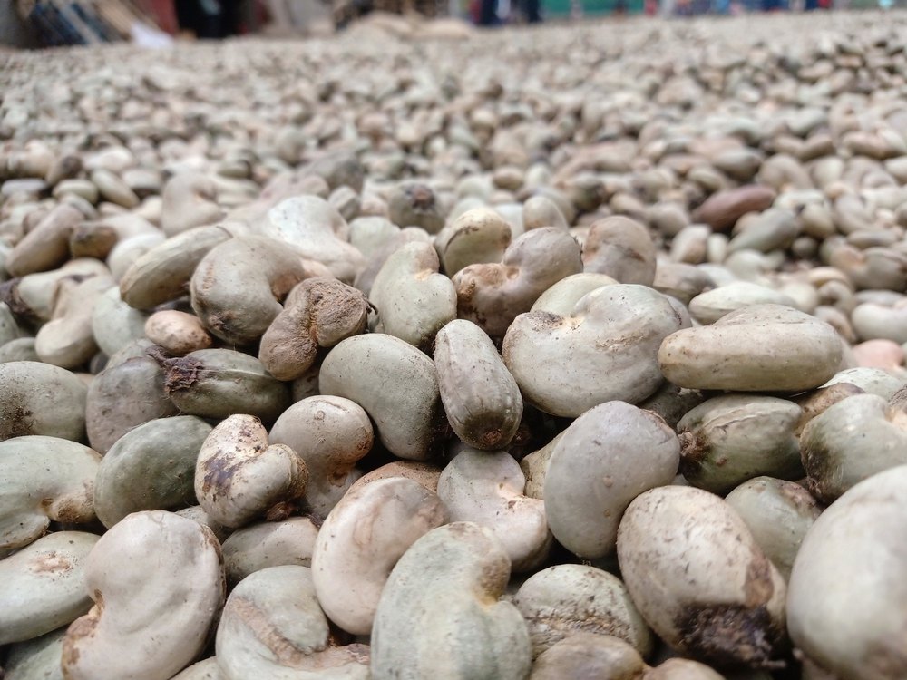 Raw Cashew Nuts, Packaging Type: Loose