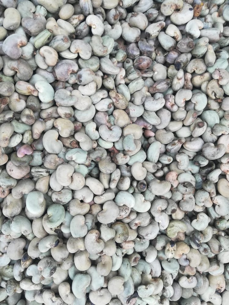Natural African Raw Cashew Nuts, Packaging Type: Loose, Packaging Size: 65kg
