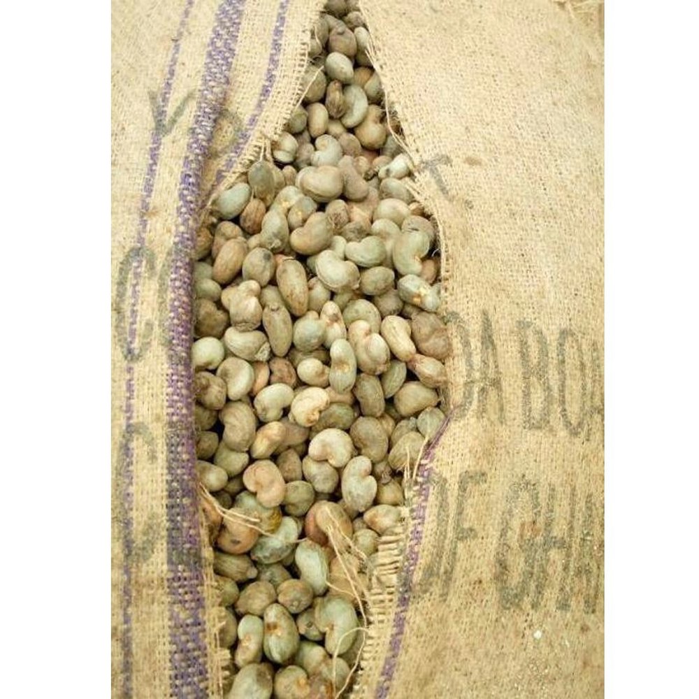 Benin Raw Cashew Nut, Packaging Type: Sacks, Packaging Size: 250 Kg