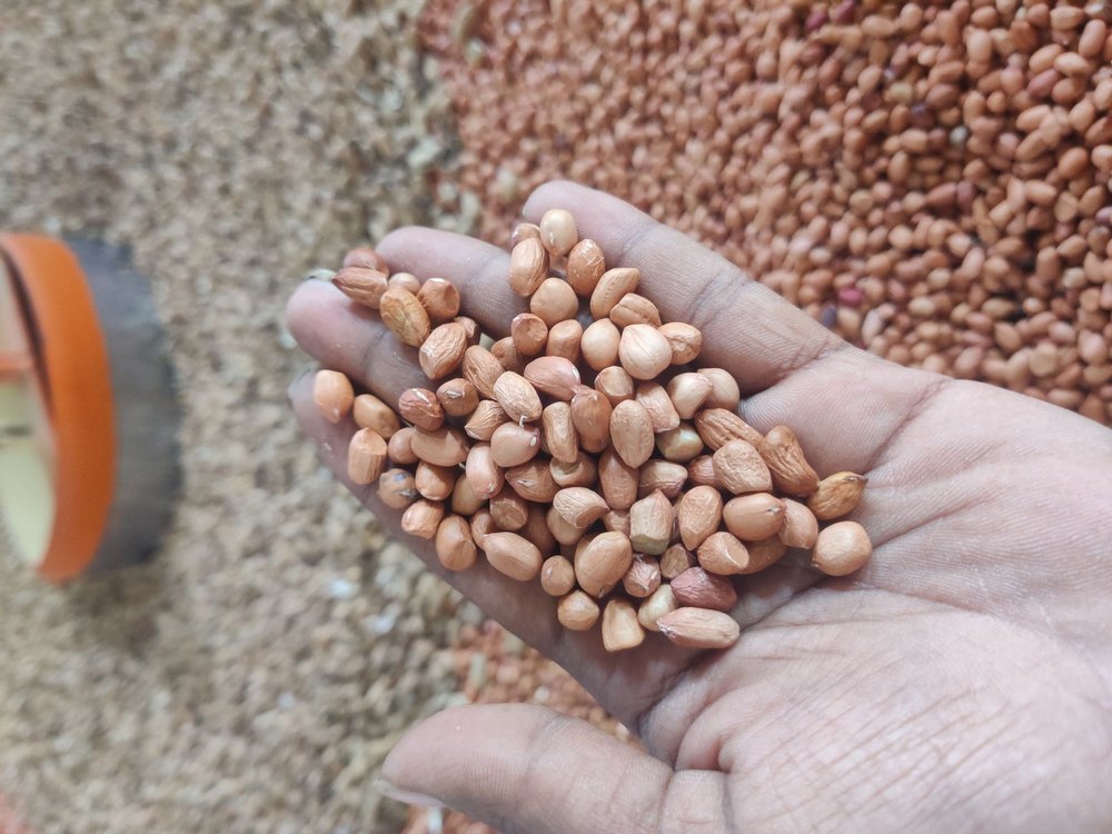 Whole Groundnut Seed