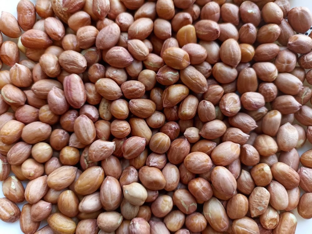 Groundnut Seeds, Packaging Size: 25 KG