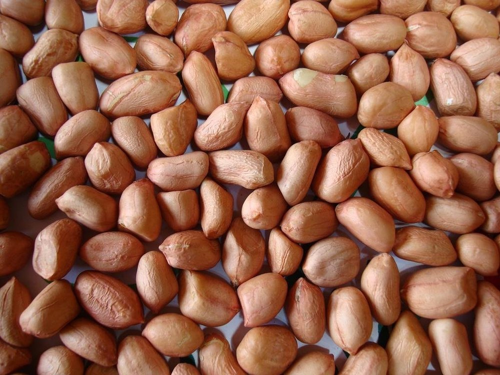 Organic Groundnut Kernels, Packaging Type: Loose