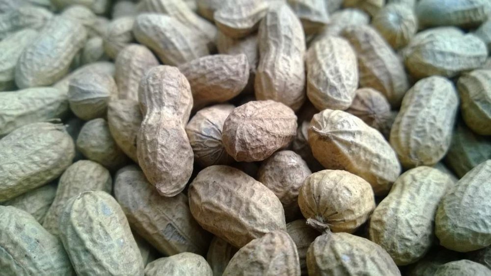 Blanched Groundnuts, Packaging Type: Loose