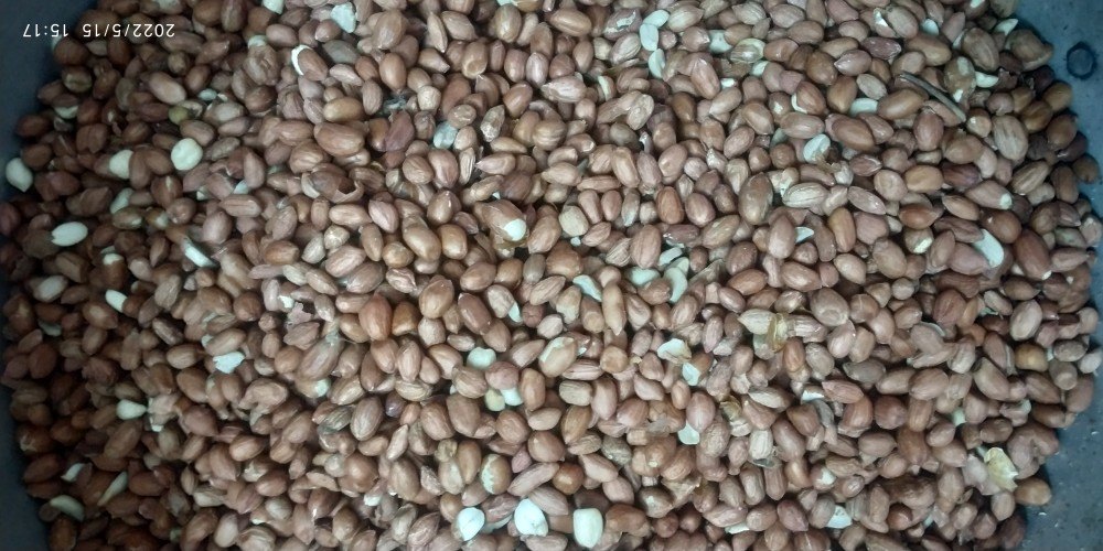 Red Peanut Kernel, Packaging Size: 50