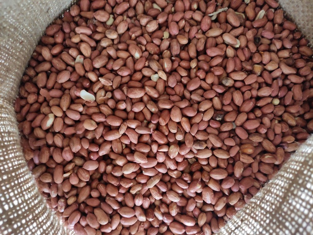 Peanut Kernel / Moongfali Dana, Packaging Size: 50 kg