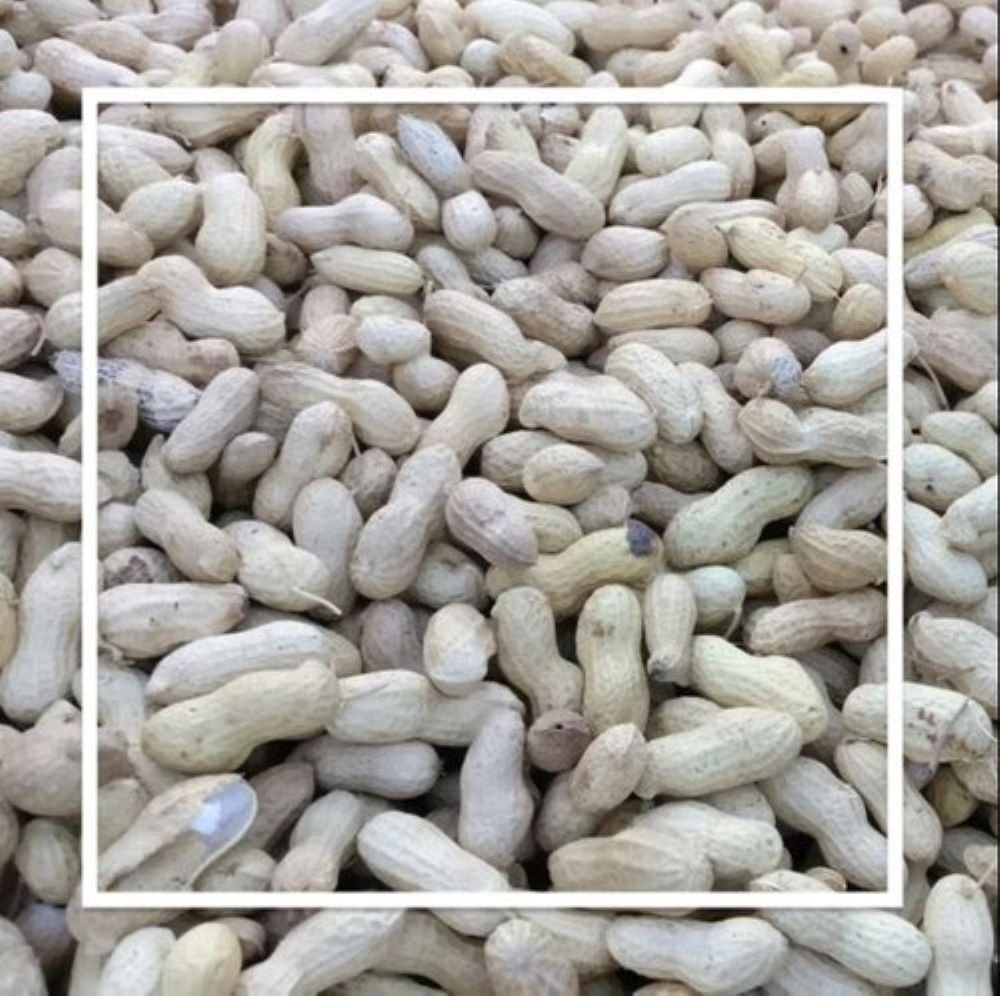 Raw Peanut Kernel, Packaging Type: PP Bags, Packaging Size: 25 Kg