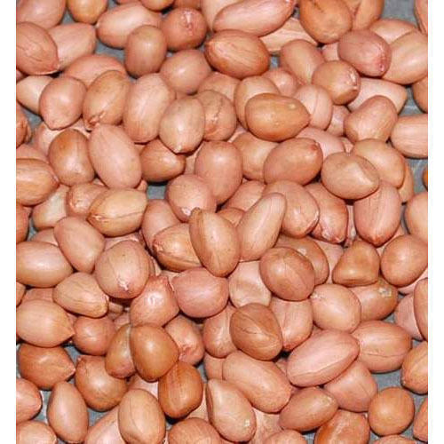 Natural Wholes Natural Groundnut Seed Groundnuts Kernels, Pack Size (Kg): 50 kg, Packaging Type: Sacks