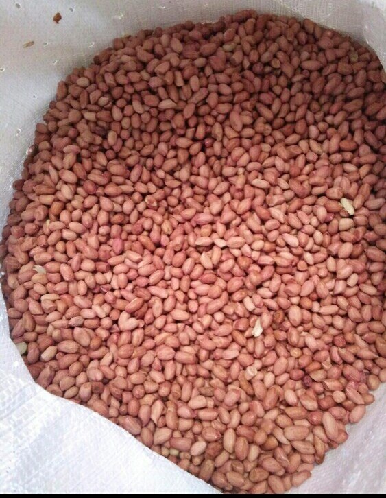 Peanuts, Packaging Type: PP BAG, Packaging Size: 25