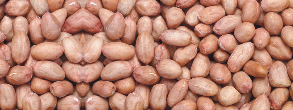 Red Skin Peanut