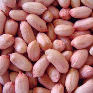 Blanched Peanut, Packing Size: Vacuum Bag