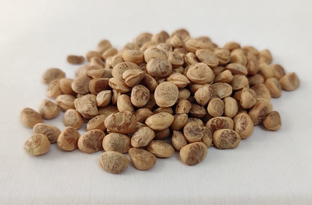 Chironji Dry Fruits, Packaging Type: Pouch, Packaging Size: 100g