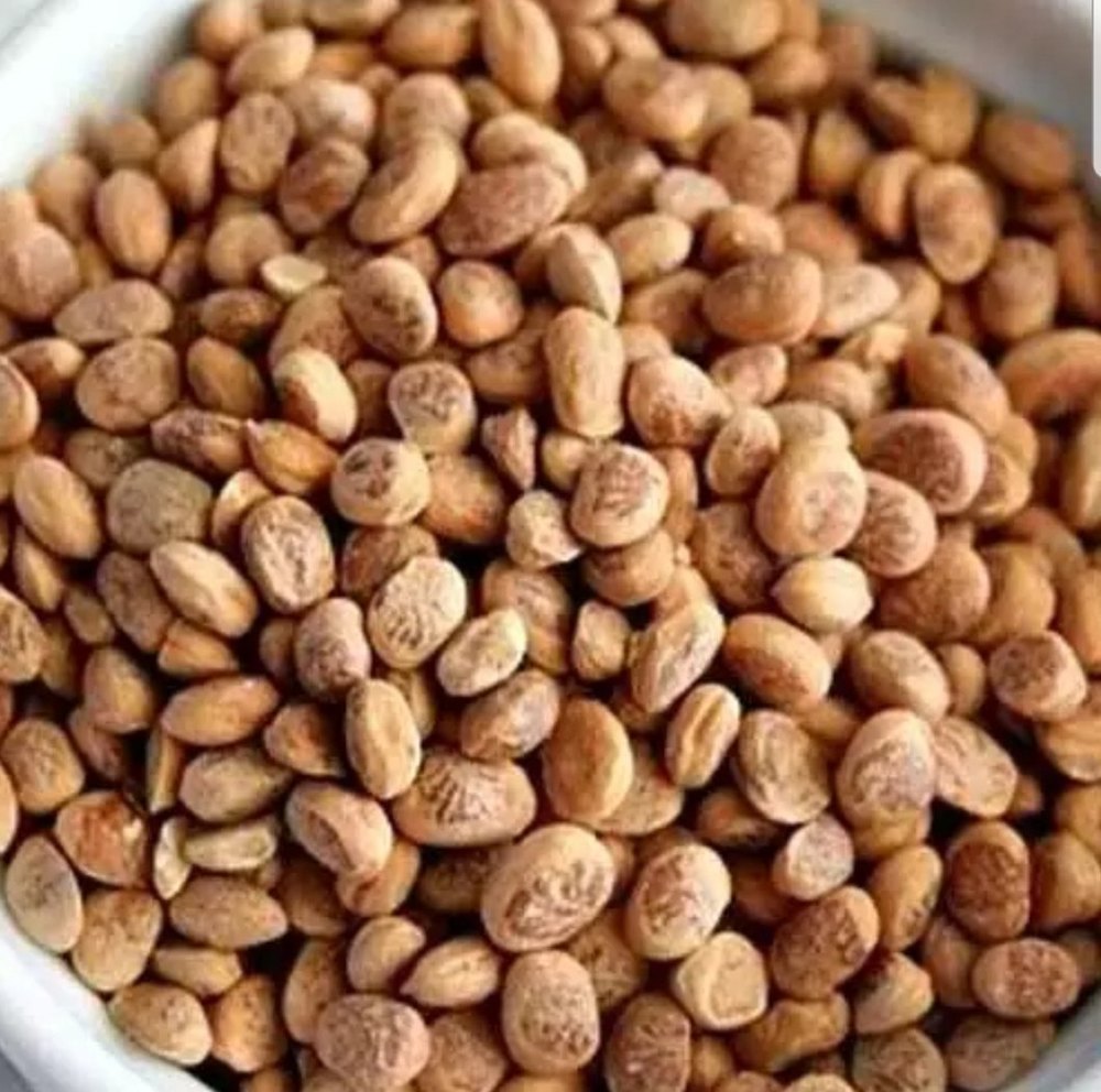 Chironji (Charoli), Packaging Type: Bags, Packaging Size: 100kg