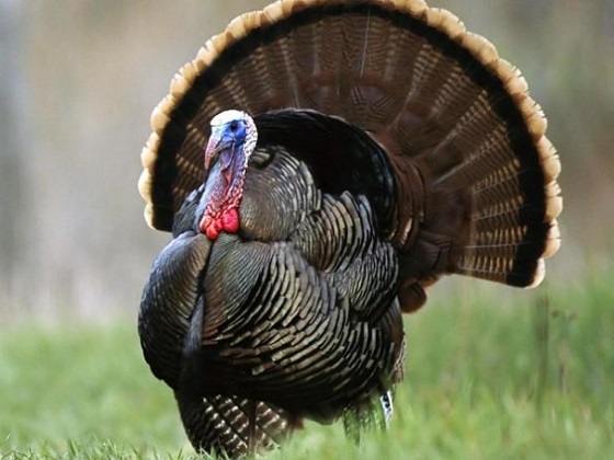 Turkey Meat