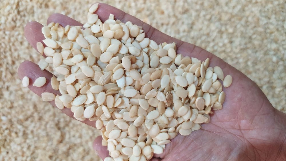Magaj Tarboj, Quantity: 500 Kg