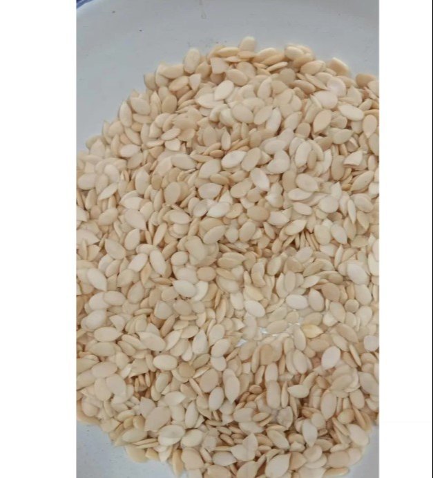 Magajtari Seeds, Packaging Size: 25 Kg