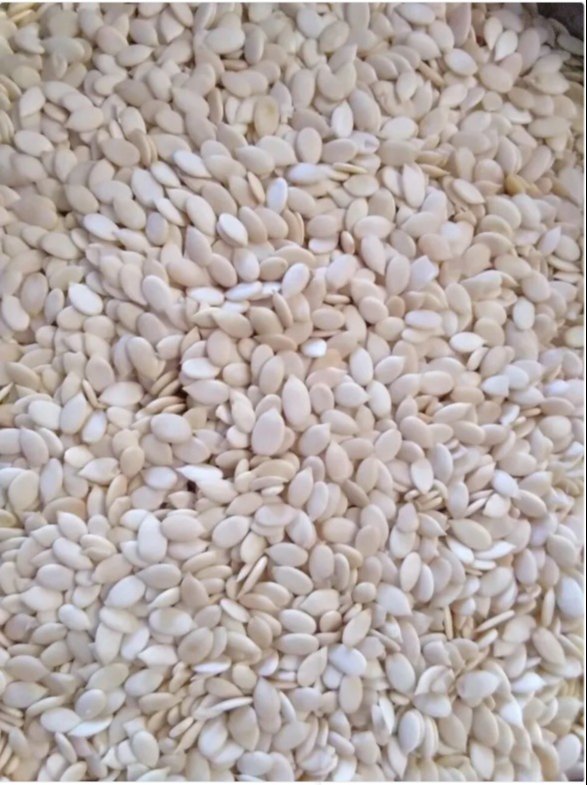 Watermelons Magaj Seed