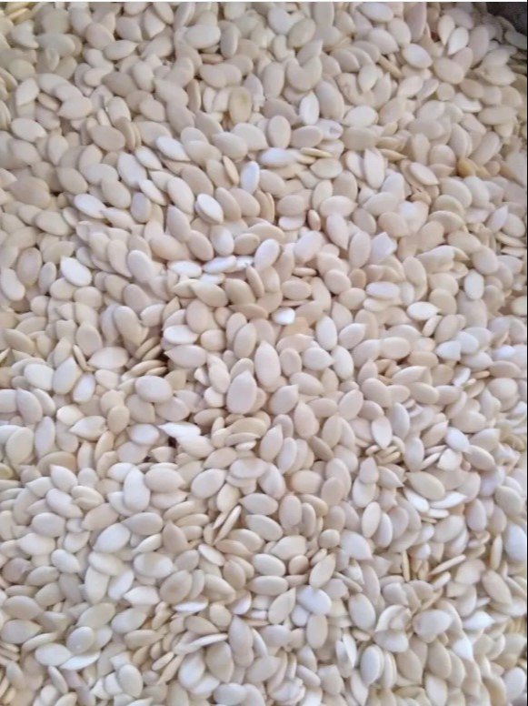 Magaj Seeds, Packaging Size: 25 kg, 50 kg