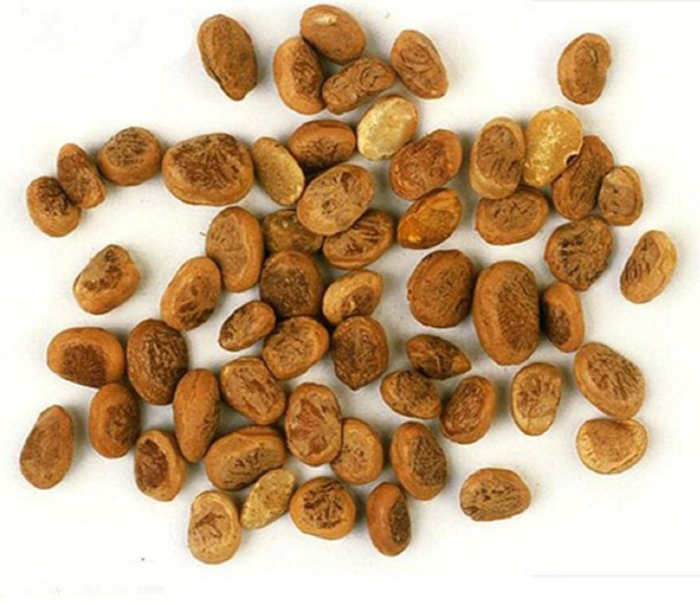 Organic Chironji Seed