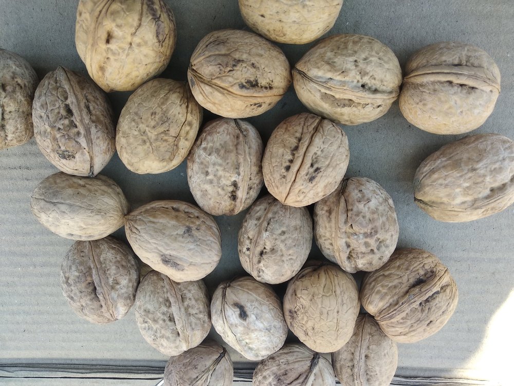 Organic Raw Walnuts