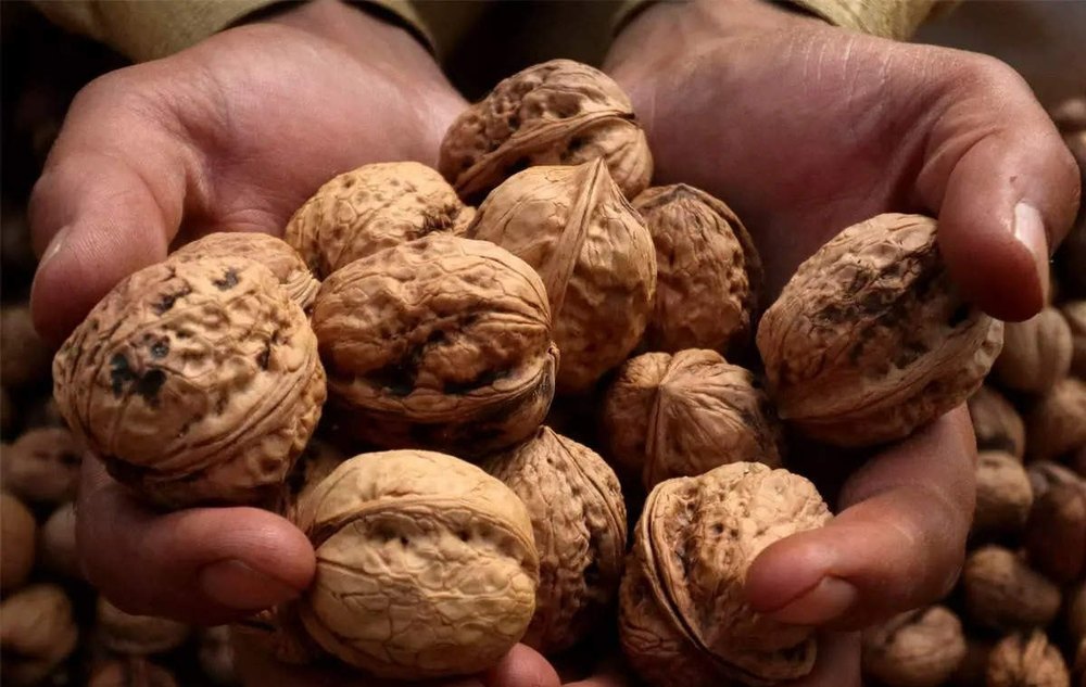 Black Walnut, Packaging Size: 15 KG Plastic Bag