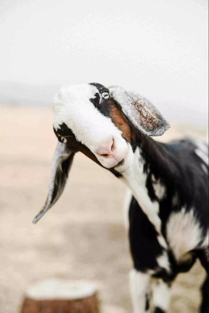 Pan India Goat Meat, For Restaurant, 10 kg