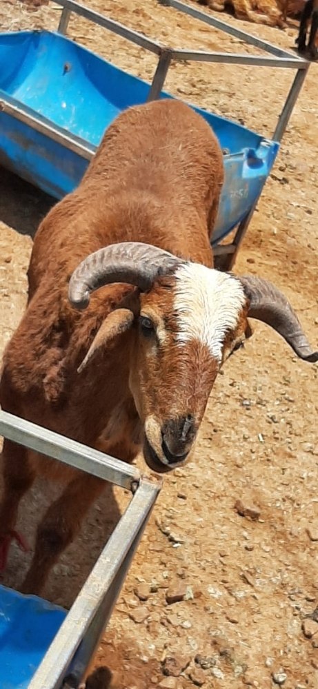 Male Sheeps Meat, Packaging Type: Plastic Bag