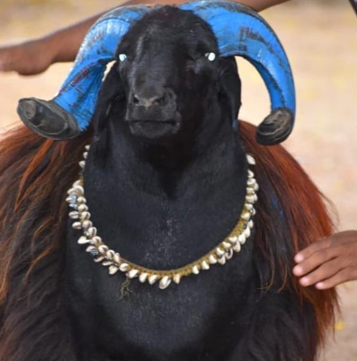 Only For Sheep Meat
