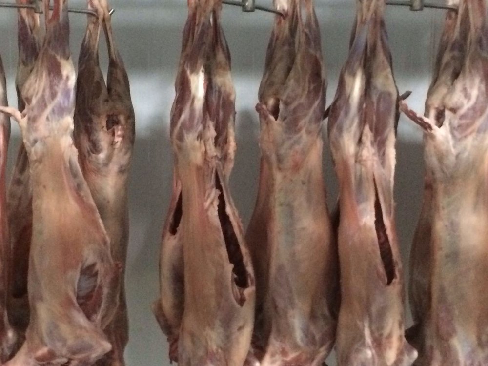 Sheep Carcass, For Restaurant, 7-9 Kgs