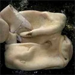 Frozen Buffalo Tripe