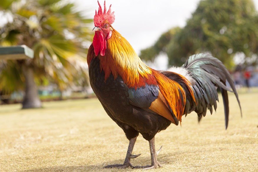 Sonali Murgi Chicken, For Egg Laying Farming Or Meat, Packaging Type: Cage
